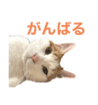 かわいいうちの猫のスタンプ（個別スタンプ：10）