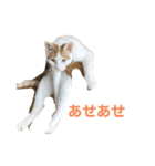 かわいいうちの猫のスタンプ（個別スタンプ：11）