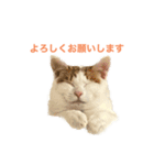 かわいいうちの猫のスタンプ（個別スタンプ：12）