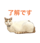 かわいいうちの猫のスタンプ（個別スタンプ：15）