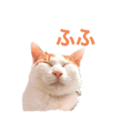 かわいいうちの猫のスタンプ（個別スタンプ：16）