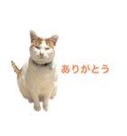 かわいいうちの猫のスタンプ（個別スタンプ：17）