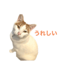 かわいいうちの猫のスタンプ（個別スタンプ：18）