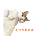 かわいいうちの猫のスタンプ（個別スタンプ：20）