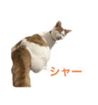 かわいいうちの猫のスタンプ（個別スタンプ：21）