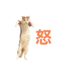 かわいいうちの猫のスタンプ（個別スタンプ：22）
