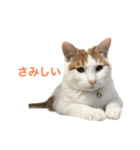 かわいいうちの猫のスタンプ（個別スタンプ：23）
