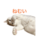 かわいいうちの猫のスタンプ（個別スタンプ：24）