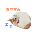 かわいいうちの猫のスタンプ（個別スタンプ：25）