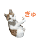かわいいうちの猫のスタンプ（個別スタンプ：27）
