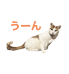かわいいうちの猫のスタンプ（個別スタンプ：28）