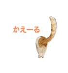 かわいいうちの猫のスタンプ（個別スタンプ：30）