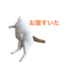 かわいいうちの猫のスタンプ（個別スタンプ：31）