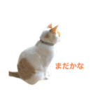 かわいいうちの猫のスタンプ（個別スタンプ：32）