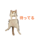 かわいいうちの猫のスタンプ（個別スタンプ：33）