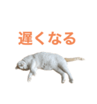 かわいいうちの猫のスタンプ（個別スタンプ：34）