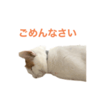 かわいいうちの猫のスタンプ（個別スタンプ：35）