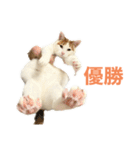 かわいいうちの猫のスタンプ（個別スタンプ：36）