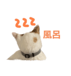かわいいうちの猫のスタンプ（個別スタンプ：37）