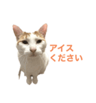 かわいいうちの猫のスタンプ（個別スタンプ：39）