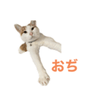 かわいいうちの猫のスタンプ（個別スタンプ：40）