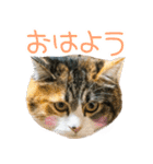 三毛猫ちゃんスタンプ♡（個別スタンプ：1）