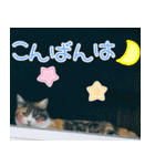 三毛猫ちゃんスタンプ♡（個別スタンプ：4）