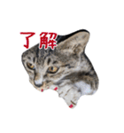 テト 2023年夏（個別スタンプ：11）