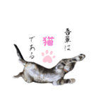テト 2023年夏（個別スタンプ：21）