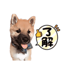 豆柴ガフ（個別スタンプ：1）