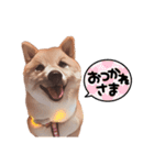 豆柴ガフ（個別スタンプ：7）