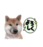 豆柴ガフ（個別スタンプ：8）