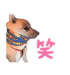 豆柴ガフ（個別スタンプ：11）