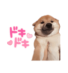 豆柴ガフ（個別スタンプ：15）