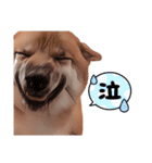 豆柴ガフ（個別スタンプ：16）