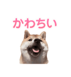豆柴ガフ（個別スタンプ：27）