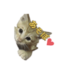 我が家のにゃんにゃん三重奏（個別スタンプ：2）