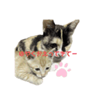 我が家のにゃんにゃん三重奏（個別スタンプ：3）