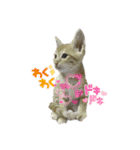 我が家のにゃんにゃん三重奏（個別スタンプ：4）