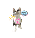 我が家のにゃんにゃん三重奏（個別スタンプ：11）