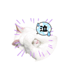 我が家のにゃんにゃん三重奏（個別スタンプ：12）