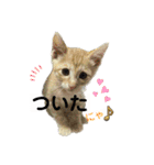 我が家のにゃんにゃん三重奏（個別スタンプ：13）