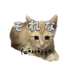 我が家のにゃんにゃん三重奏（個別スタンプ：15）
