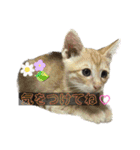 我が家のにゃんにゃん三重奏（個別スタンプ：17）