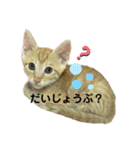 我が家のにゃんにゃん三重奏（個別スタンプ：18）