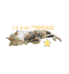 我が家のにゃんにゃん三重奏（個別スタンプ：24）