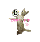 我が家のにゃんにゃん三重奏（個別スタンプ：25）