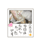 我が家のにゃんにゃん三重奏（個別スタンプ：26）