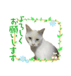 我が家のにゃんにゃん三重奏（個別スタンプ：31）