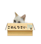 我が家のにゃんにゃん三重奏（個別スタンプ：37）